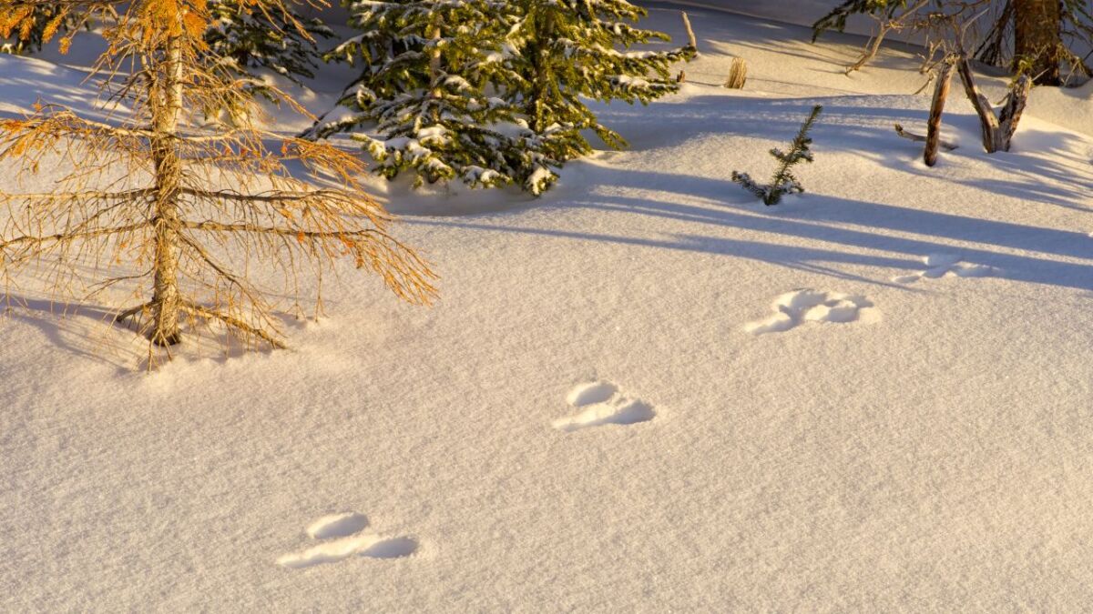 A track in the snow! - Which animal was it? Are you curious too?