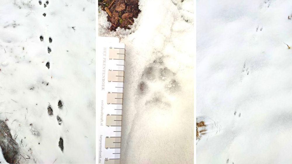 Animal tracks can be followed and identified particularly well in the snow