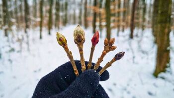 5 tree buds you can instantly recognize in winter