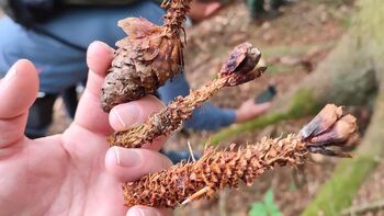 Feeding marks on cones: Who was it? Squirrel, mouse?