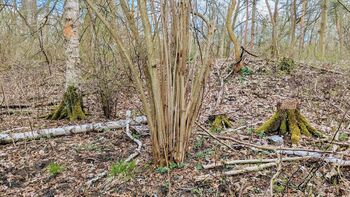 Hazel (Corylus avellana) – Your bushcraft all-rounder