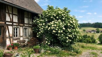 Holunder: Was Wildnismentoren über den Hollerbusch wissen