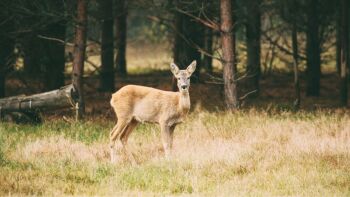 Wildverwertung: Was du aus einem Reh alles machst