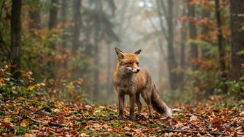 The Red Fox: Teacher of Wilderness Education | Portrait