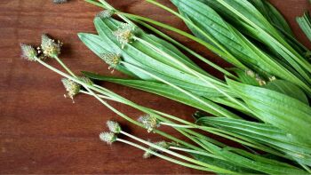 Guide to Ribwort Plantain - Discover its healing power
