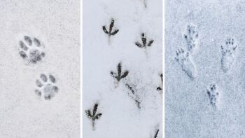 Animal tracks in the snow (by the certified tracker)