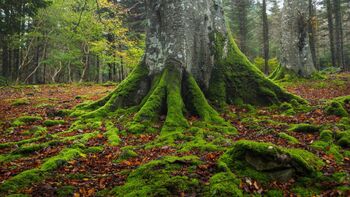 Moss & Orientation: Does moss really grow in the north?