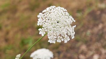 Wilde Möhre erkennen & verwenden – sicher & lecker!
