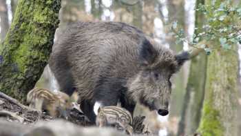 11 Irrtümer über Wildtiere, die dich im Wald gefährden
