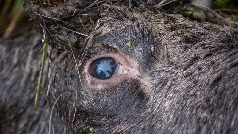 Prüfe die Augen des toten Tieres – sind sie matt, ist es schon länger tot