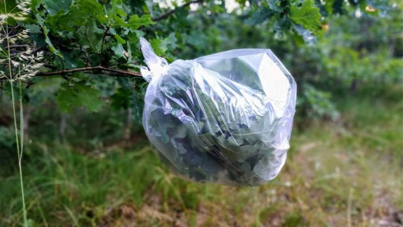 The transpiration bag: With this survival method you can effortlessly collect water in the wilderness.