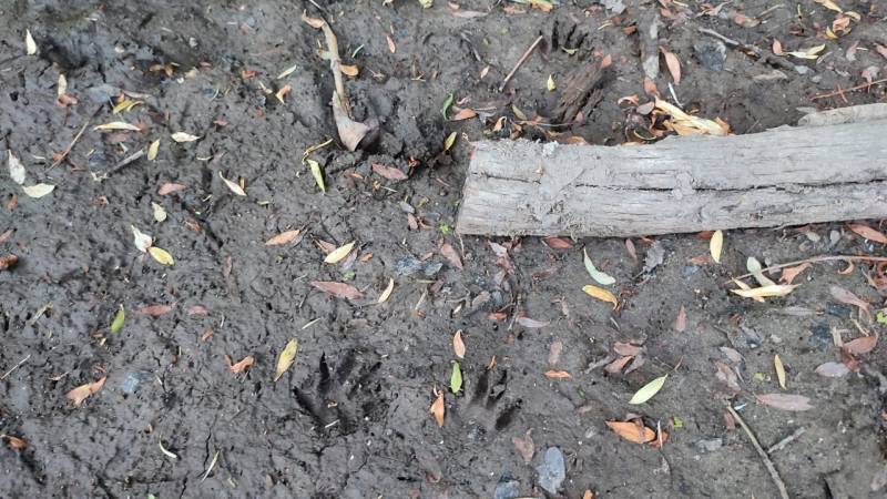 The imprints - also footprints - of a raccoon