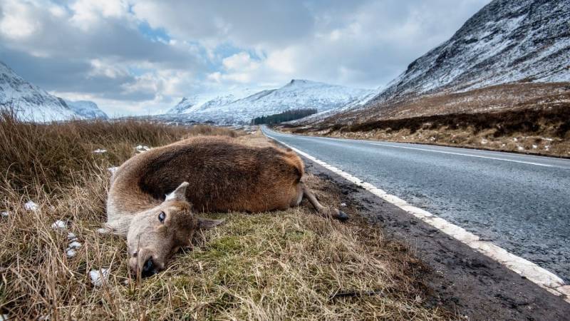 Is it safe to eat roadkill or wild game?