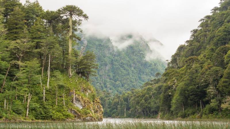 Der Valdivianische Regenwald ist der einzigste Regenwald auf der Welt mit einem gemäßigten Klima