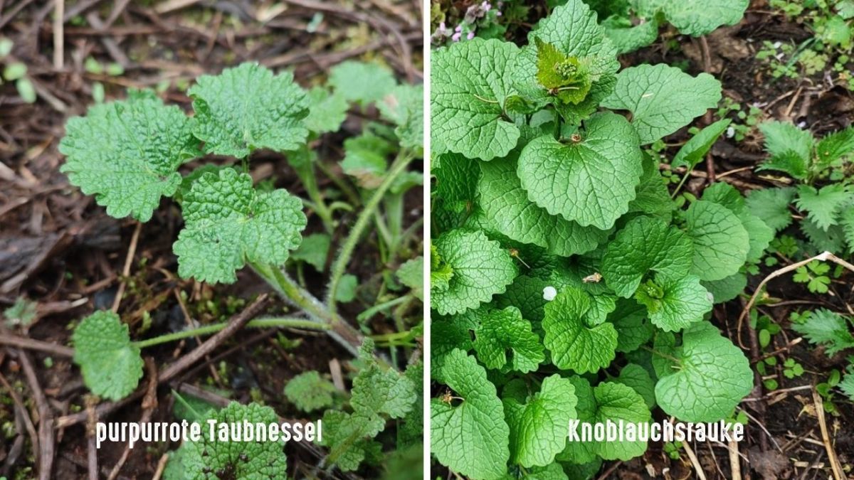 The purple dead-nettle can look similar to garlic mustard - but it has hairier leaves