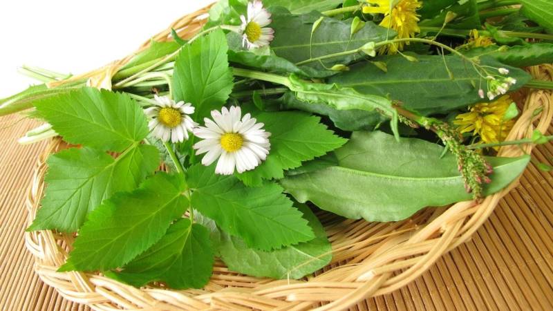 Dandelion is one of the most important wild herbs