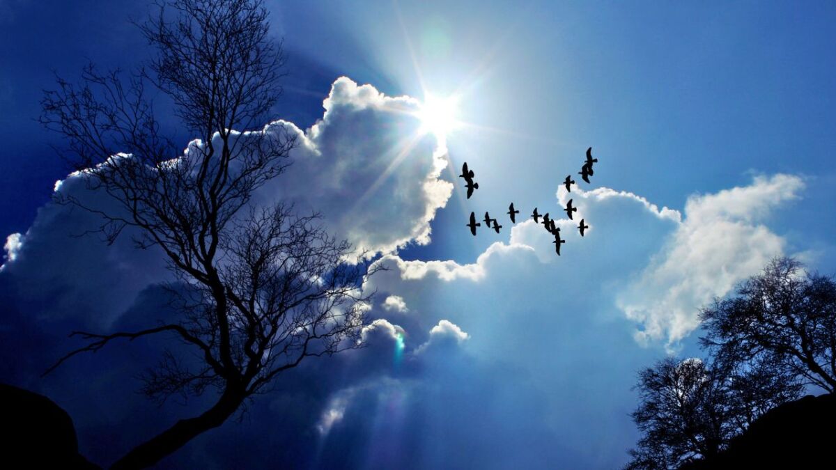 Vögel gleiten durch den sich wandelnden Himmel, während sich die Wolken als Zeugen bevorstehender Wetteränderungen formieren.