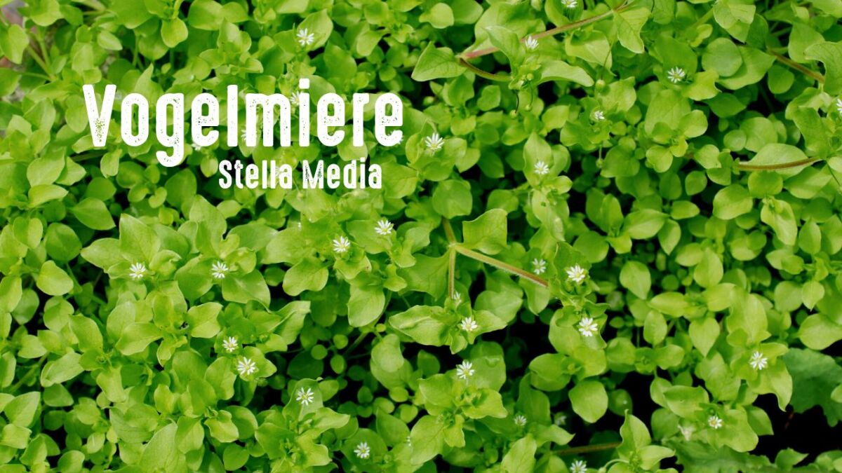 vogelmiere kraeuterpflanze Stella Media