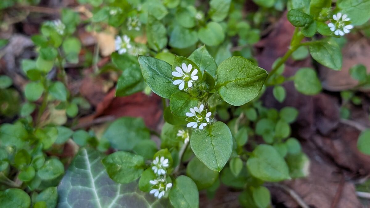 Die Vogelmiere, heimische Kraft-, Wild- und Heilpflanze