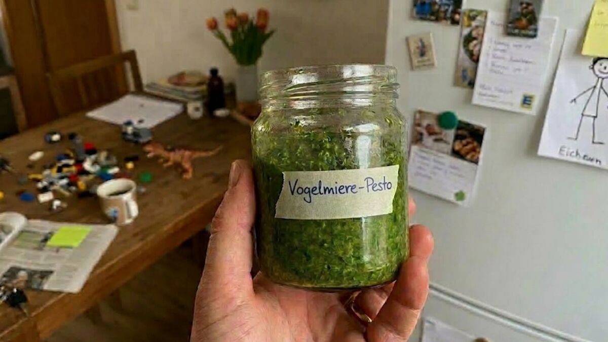 vogelmiere pesto