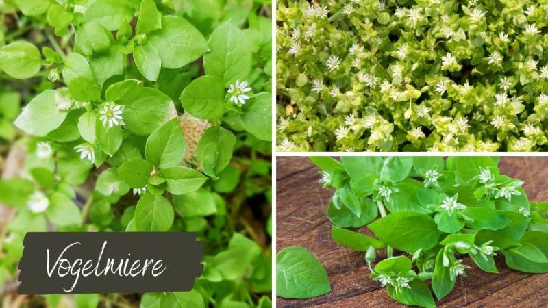 Chickweed is a common weed that is full of iron, with the herb about four times richer in iron than spinach.
