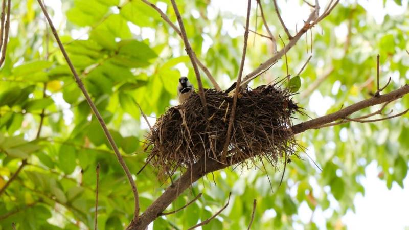 During the breeding and nesting season, leash laws for dogs apply in almost all forests.