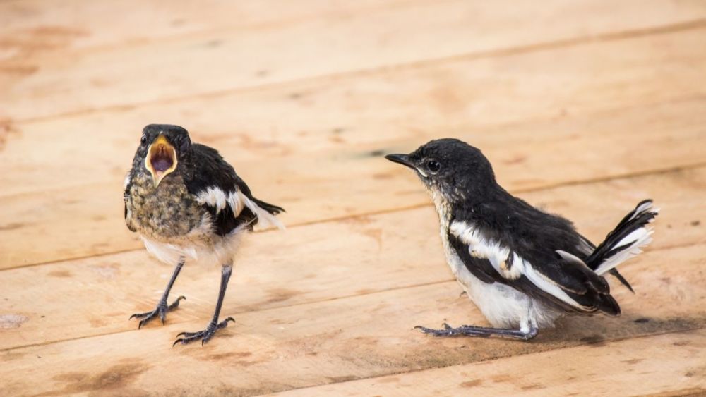 Vogelbabys sind immer hungrig. Sie rufen oft lautstark ihre Eltern nach Futter, und man findet sie im Frühjahr oder Frühsommer in der Nähe von Nestern oder Bruthöhlen.