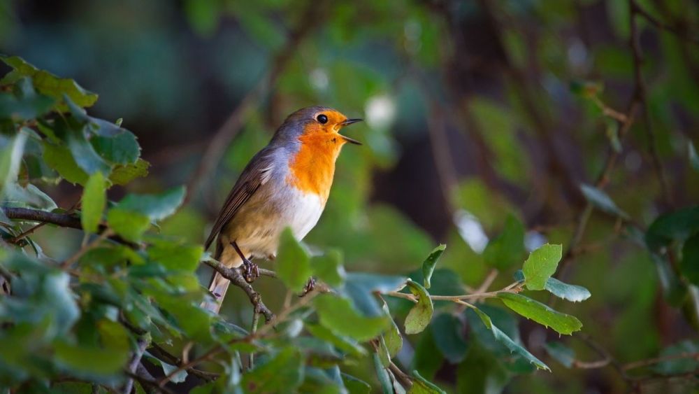 Ein Leitfaden zur Vogelsprache: endlich Vögel verstehen