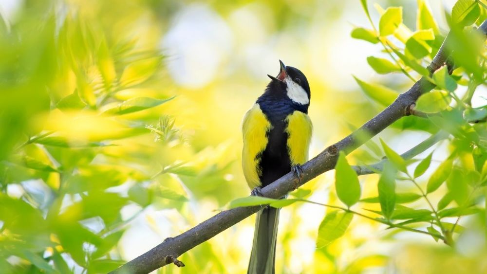 Learning bird language is as simple as understanding some basic terms and observing the bird. Anyone can do it anywhere, and all you need is to observe your surroundings.