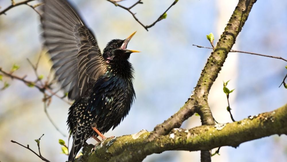 ➡️ 8 unterschätzte Fähigkeiten der Ureinwohner Nordamerikas