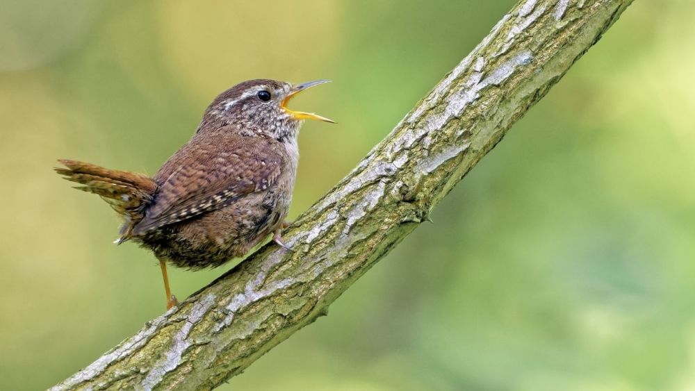 The wren is a small bird, but it sings very loudly.