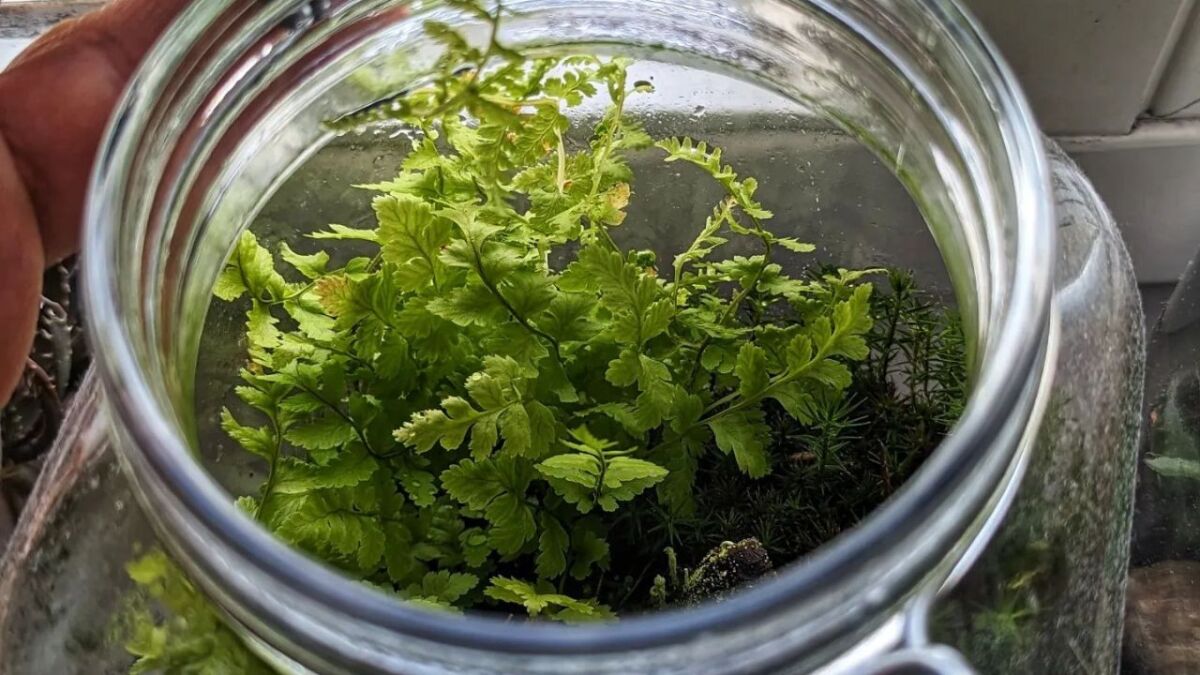 wald flaschengarten anlegen anleitung farn 1