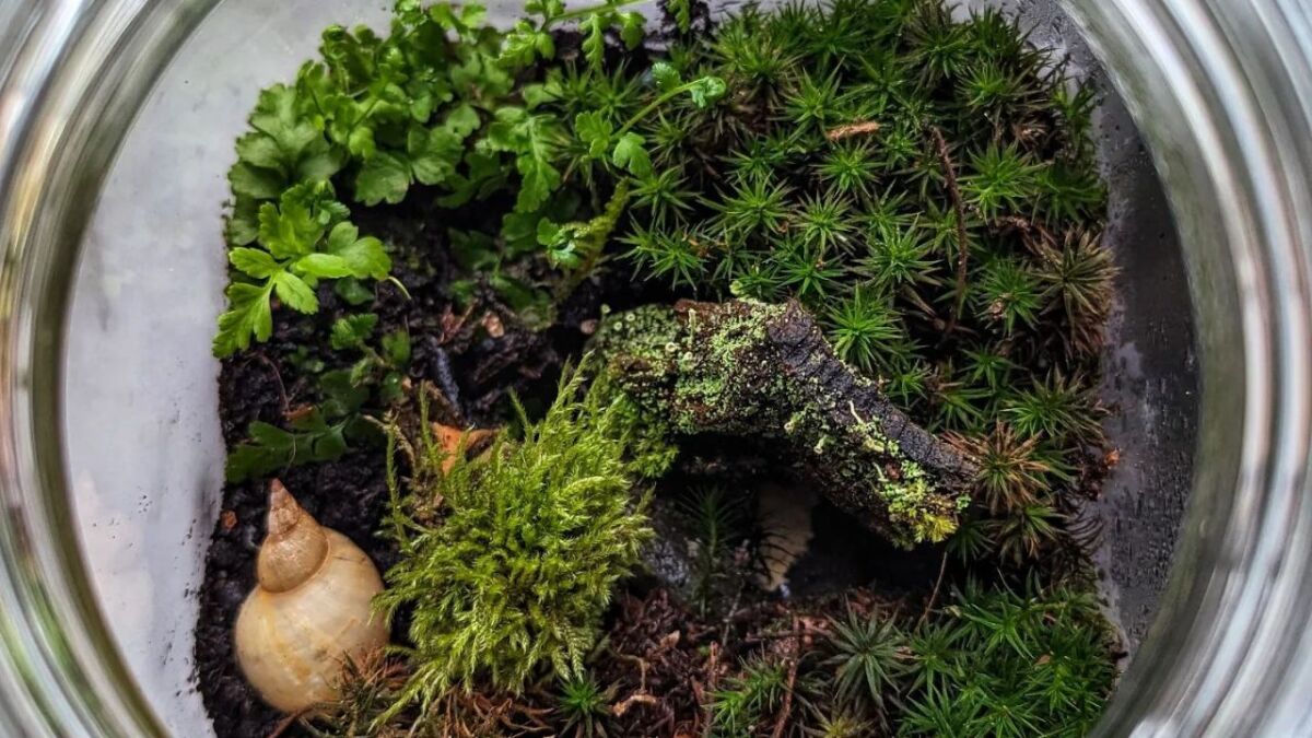 Build a forest in a glass - a bottle garden instruction