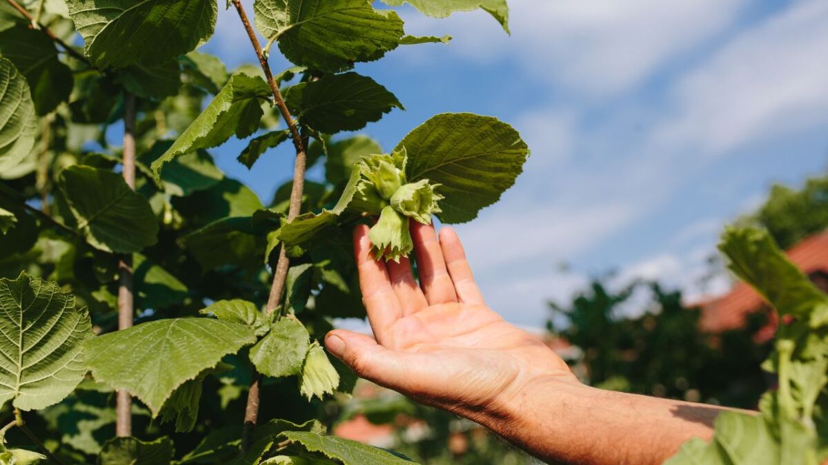 Creating a forest garden - fruits, nuts, herbs and vegetables for self-sufficiency