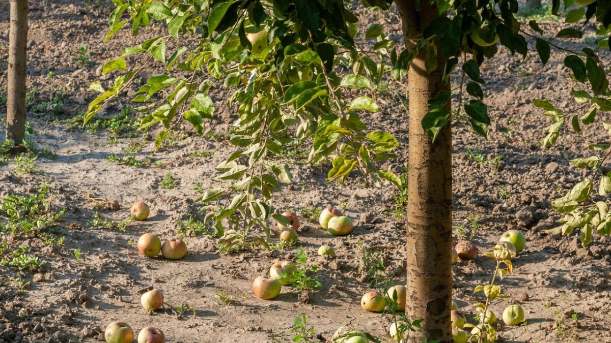 A tree layer is an important component of the forest garden. It is a grouping of trees that are scaled in size, shape, and height to be relatively uniform. Tree layers provide shade, nutrient cycling, windbreak, and habitat for wildlife.