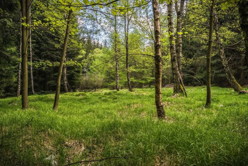 A forest clearing is perfect for a camp