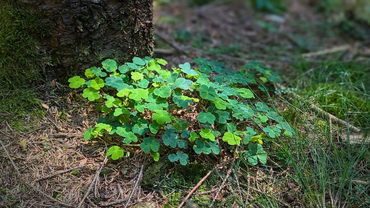 Waldsauerklee (Oxalis acetosella): Finden, Sammeln, Essen