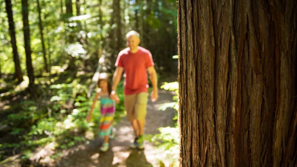 Many people are out and about in the forests in Germany.