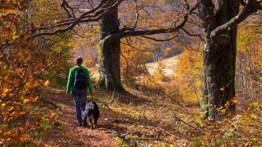 If you go hiking with your dog, it's better to keep him on a leash