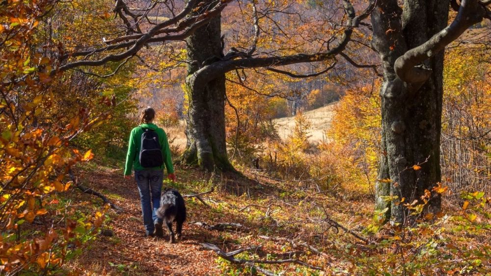 Wenn du mit deinem Hund auf Wanderschaft gehst, dann nimm ihn besser an die Leine