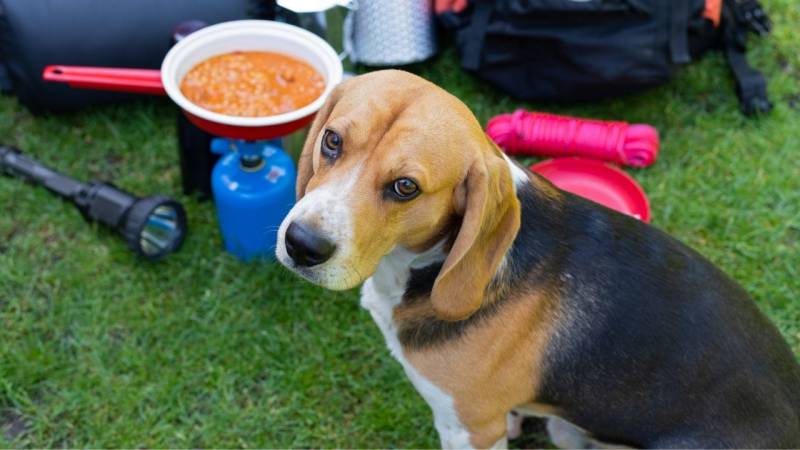 What do you need when camping with a dog? (with packing list for your dog)