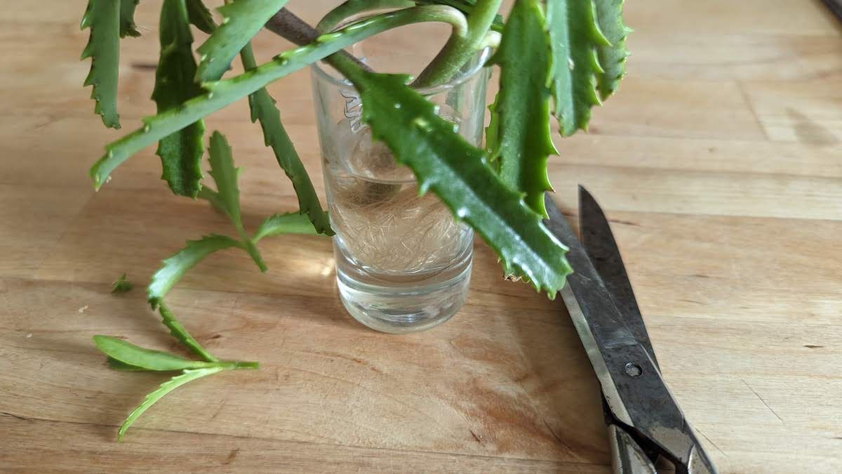 Die Vermehrung durch Stecklinge ist eine Möglichkeit, Pflanzen aus einem Stamm- oder Wurzelabschnitt zu vermehren. Dazu kann man entweder einen Steckling von der Mutterpflanze nehmen und ihn an der gewünschten Stelle in die Erde stecken oder indem man einen Steckling nimmt und ihn in Wasser steckt, bis sich Wurzeln bilden.