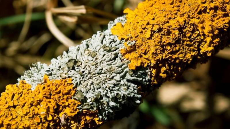 What are lichens? Usable as emergency food and medicine?