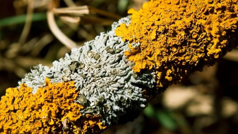 What are lichens and why can they serve as emergency food?