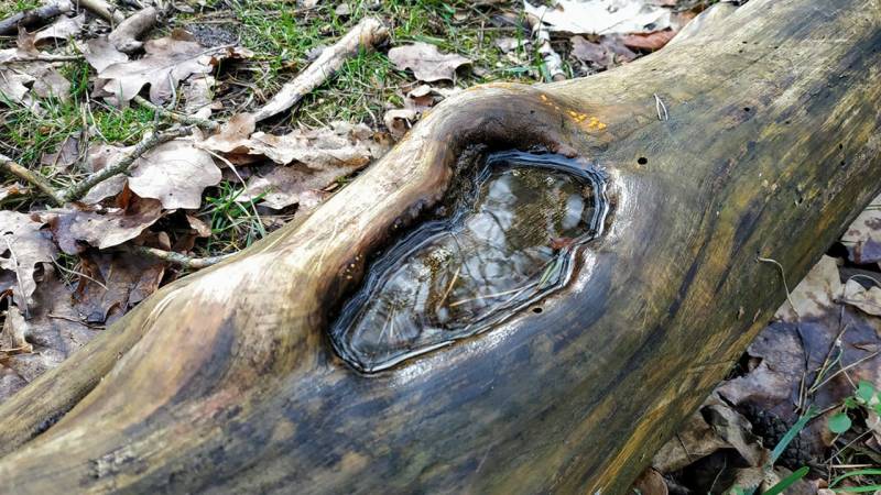 Auch in solchen Löchern in Baumstämmen sammelt sich immer wieder Wasser
