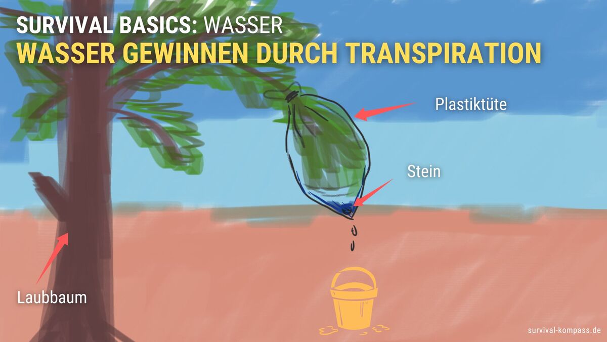 Wasser gewinnen durch Transpiration