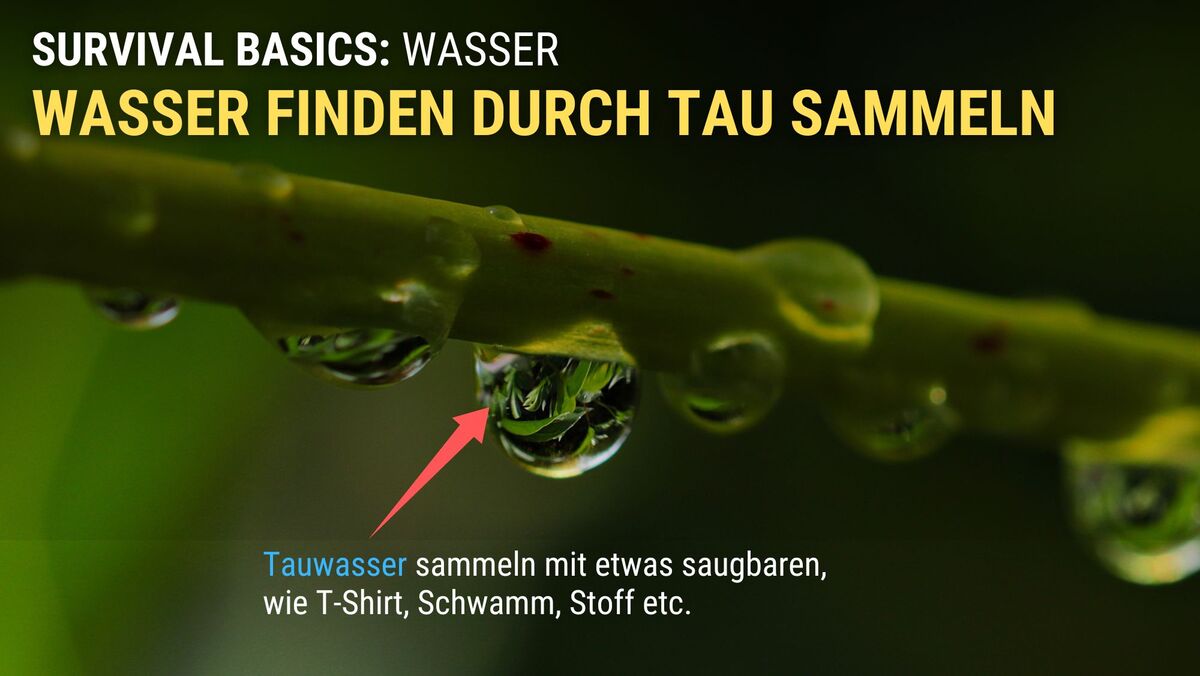 Wasser sammeln durch Tau