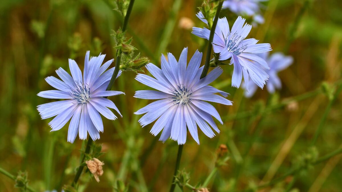 7 Wildpflanzen im Juli sammeln: Der Erntekalender wegwarte