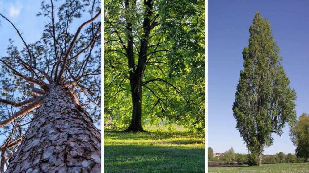 Softwoods are good for starting a fire. They are easier to ignite and burn. Cedar is the best softwood, but you can also use pine, fir, and spruce. From left to right in the picture: Pine, Linden and Poplar.