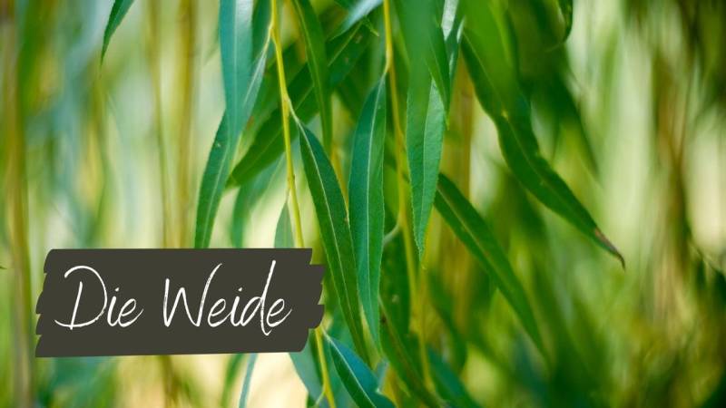 Die Weide – der Baum zum Flechten